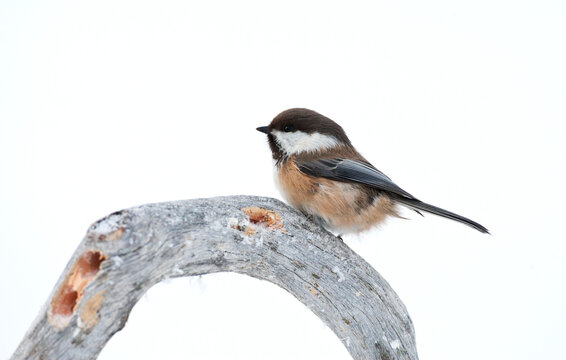 Siberian Tit, Bruinkopmees, Poecile cinctus