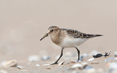 Bairds Strandloper, Bairds Sandpiper, Calidris bairdii