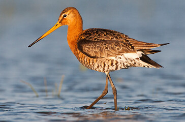 Grutto, Black-tailed Godwit, Limosa limosa