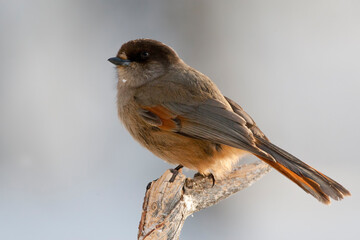 Taigagaai, Siberian Jay, Perisoreus infaustus