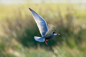 Fototapeta premium Witwangstern, Whiskered Tern, Chlidonias hybrida