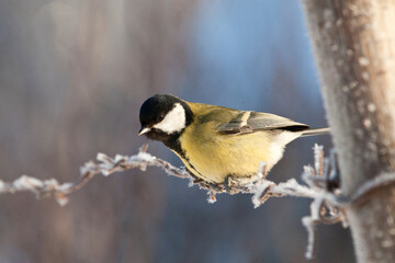 Koolmees, Great Tit, Parus major