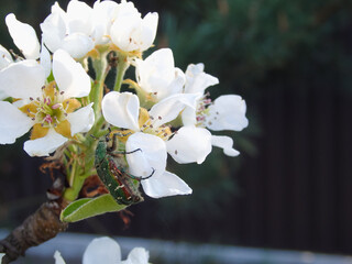 A sprig of blooming pear on them sits an insect Epicometis hitra Poda. flower image of spring nature