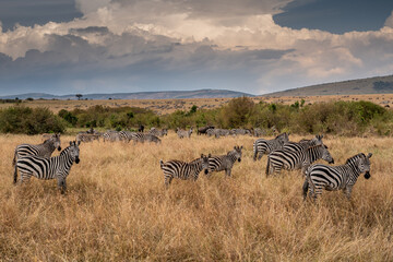 a herd of zebra grazing on the plains of masai mary kenya. - obrazy, fototapety, plakaty