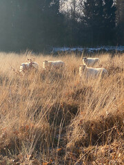 Obraz na płótnie Canvas Sheep on the heath