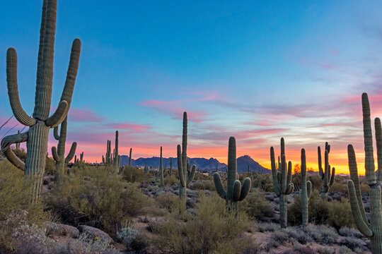 Stand Of Saguaro Cactus At Sunset Time In Scottsdale Arizona © Ray Redstone