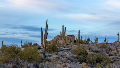 Wide Ratio Arizona Desert Landscape On Hill With Cactus & Rocks