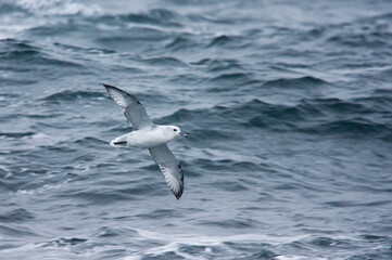 Grijze Stormvogel, Southern Fulmar, Fulmarus glacialoides