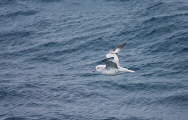 Grijze Stormvogel, Southern Fulmar, Fulmarus glacialoides