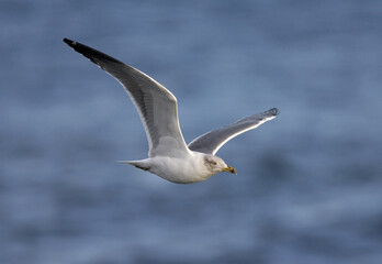 Fototapeta na wymiar Atlantic Yellow-legged Gull, Atlantische Geelpootmeeuw, Larus michahellis atlantis