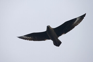 Subantarctic Skua, Subantarctische Grote Jager, Stercorarius antarcticus