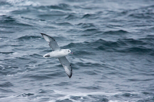 Grijze Stormvogel, Southern Fulmar, Fulmarus Glacialoides