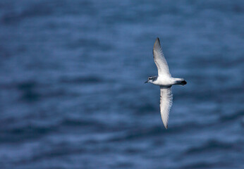 Antarctische Prion, Antarctic Prion, Pachyptila desolata