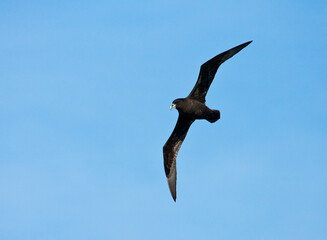 Witkinstormvogel, White-chinned Petrel, Procellaria aequinoctialis