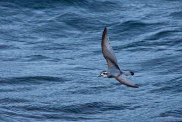 Antarctische Prion, Antarctic Prion, Pachyptila desolata
