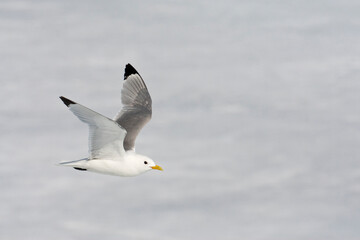 Obraz premium Drieteenmeeuw; Black-legged Kittiwake, Rissa tridactyla