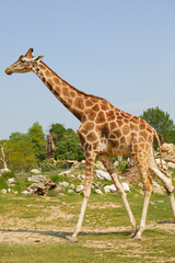 Giraffe in a zoo, Italy