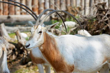 Close up of a goat in a zoo, Italy