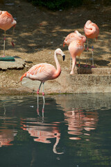 Flamingos reflected in the water