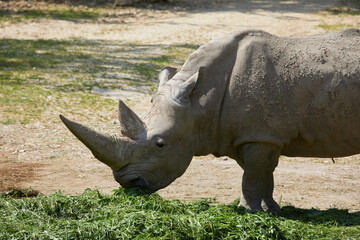 Obraz premium Feeding rhino in a zoo, Italy