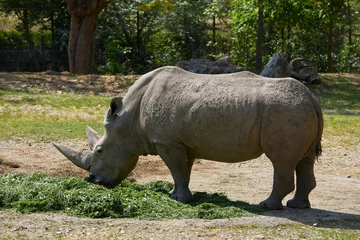 Foto op Plexiglas Feeding rhino in a zoo, Italy © Massimo Pizzotti