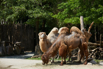 Bactrian Camels in a zoo, Italy