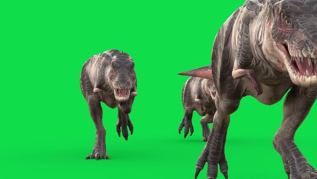 Group of TRex Tyrannosaurus Green Screen Run 3D Animations Rendering CGI
