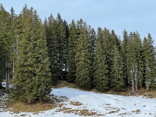 Late autumn atmosphe with the first snow on the mixed trees in the alpine area of the Alpstein mountain massif, Urnäsch (Urnaesch or Urnasch) - Canton of Appenzell Innerrhoden, Switzerland (Schweiz)