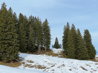 Obraz na płótnie Canvas Late autumn atmosphe with the first snow on the mixed trees in the alpine area of the Alpstein mountain massif, Urnäsch (Urnaesch or Urnasch) - Canton of Appenzell Innerrhoden, Switzerland (Schweiz)