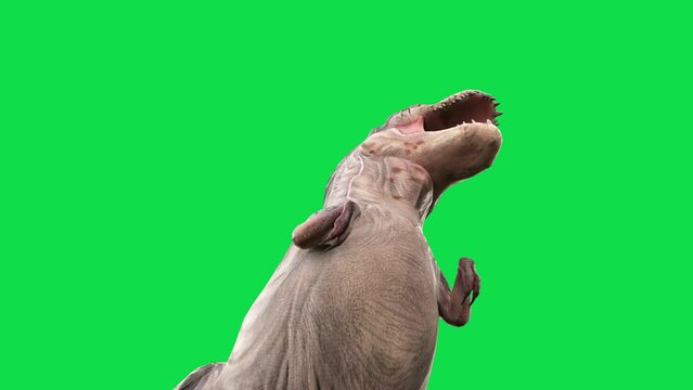 TRex Tyrannosaurus Green Screen Roar Front Jurassic 3D Animations Rendering CGI