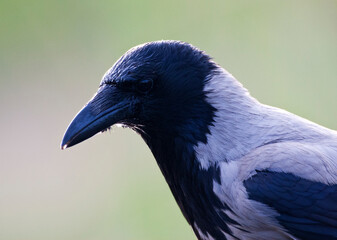 Bonte Kraai, Hooded Crow, Corvus cornix
