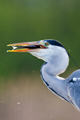 Blauwe Reiger, Grey Heron, Ardea cinerea