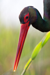 Zwarte Ooievaar, Black Stork, Ciconia nigra