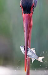 Zwarte Ooievaar, Black Stork, Ciconia nigra