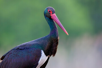 Zwarte Ooievaar, Black Stork, Ciconia nigra
