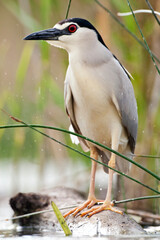 Kwak, Black-crowned Night Heron, Nycticorax nycticorax