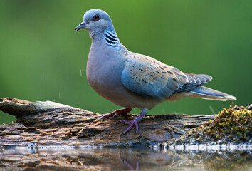 Zomertortel; Turtle Dove; Streptopelia turtur