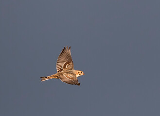 IJsgors, Lapland Bunting, Calcarius lapponicus