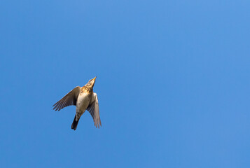 Kramsvogel, Fieldfare, Turdus pilaris