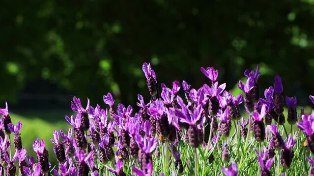 Sunset over a violet lavender field in Provence, France