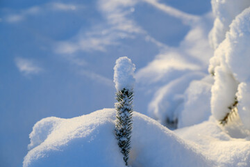 New fir under fresh snow.