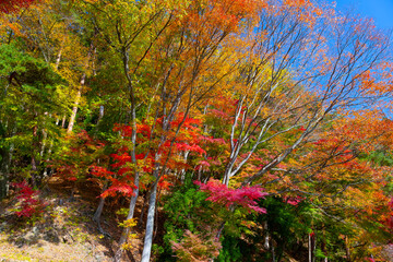 山梨県富士河口湖町　紅葉シーズンの河口湖