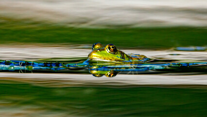 A frog in the swamps of the danube delta	
