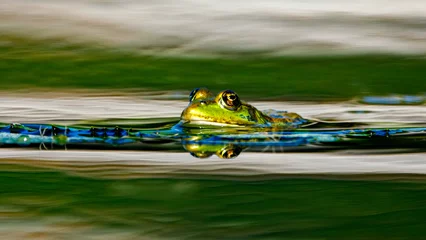 Deurstickers A frog in the swamps of the danube delta   © hecke71