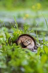 Pollution of our waters and the environment with a partially submerged rusty metal can, a clear example of why we should recycle