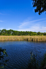 calm lake in the middle of a forest with a clear blue sky