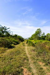 Fototapeta premium small footpath in the middle of the wilderness on a sunny day
