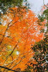 オレンジ色の紅葉の木