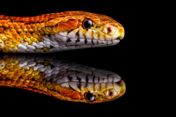 close up of a snake on a black background