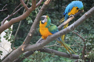 Zoo de la Palmyre, France Royan